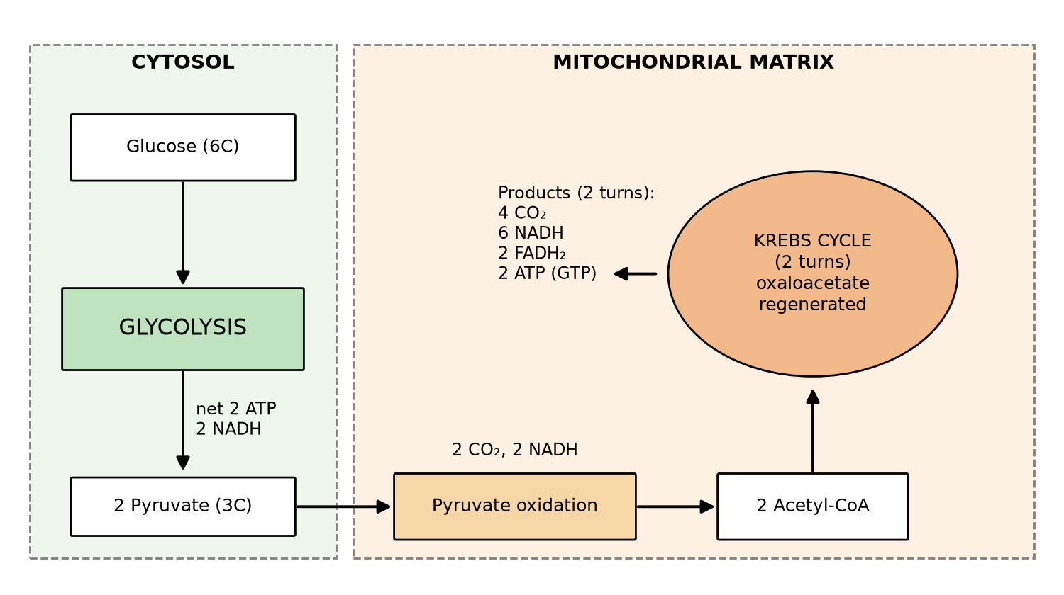 Flow diagram of glycolysis and the Krebs cycle