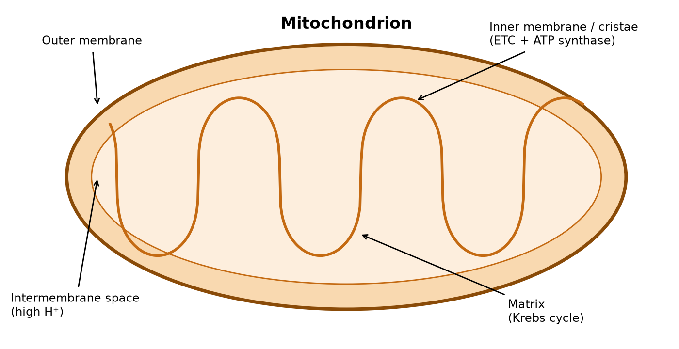 Labelled mitochondrion